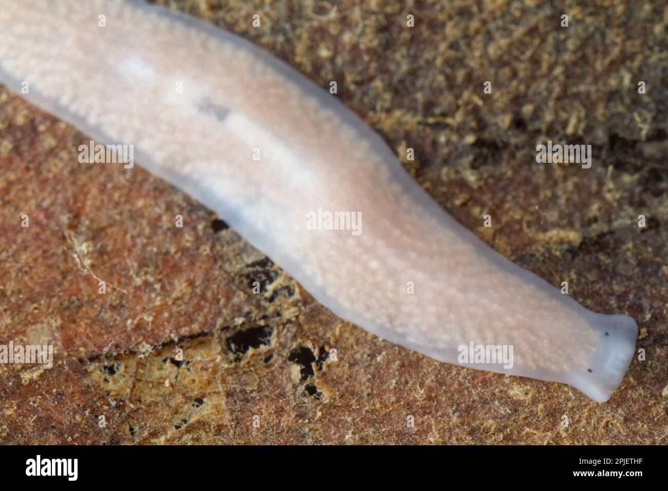 White planarian (Dendrocoelum lacteum Stock Photo Alamy