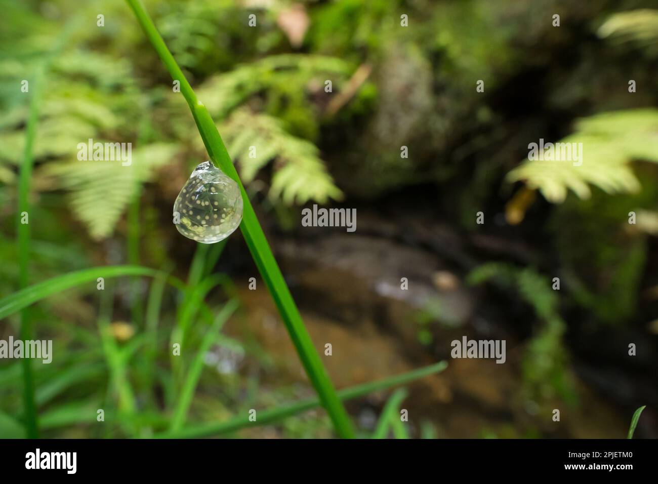 Caddisfly eggs (Glyphotaelius pellucidus) above a forest stream Stock