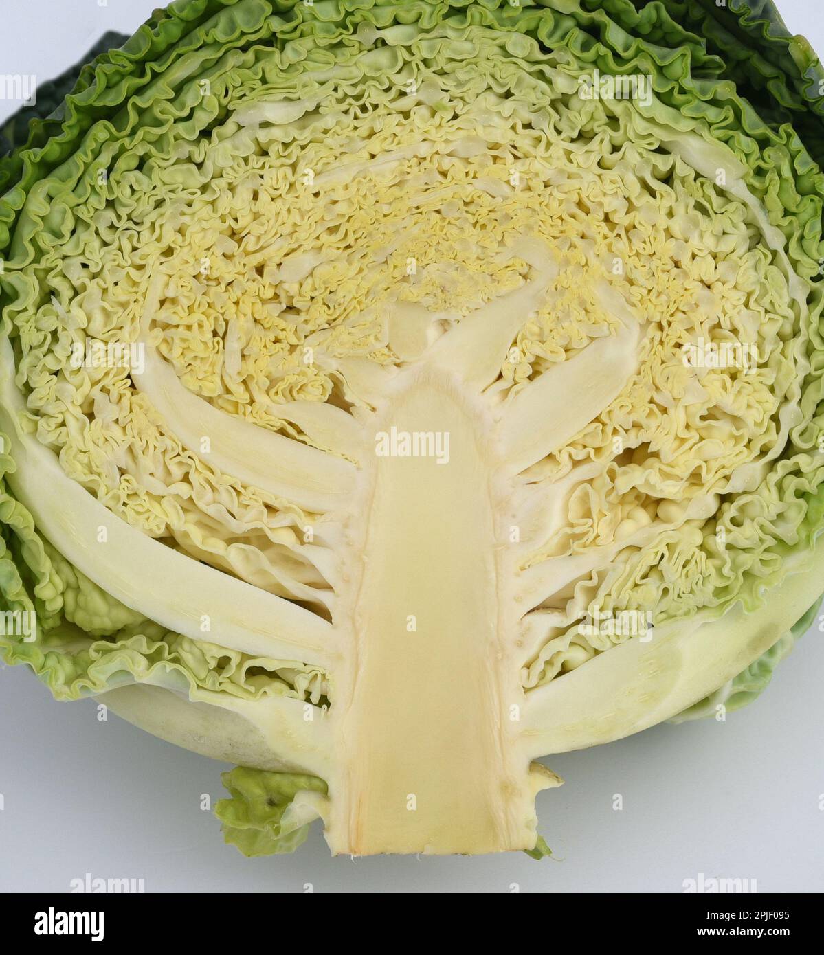 Wirsing, Brassica oleracea var sabauda ist eine sehr schmackhafte