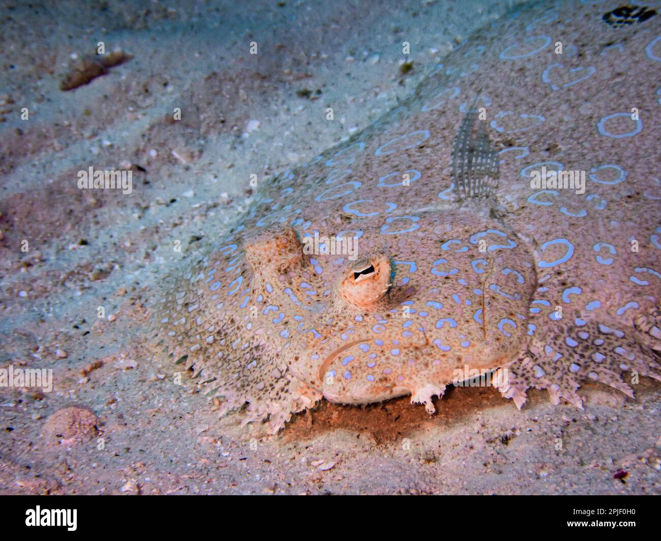 Face of a peacock flounder (Bothus lunatus) in the sand, Exuma Cays