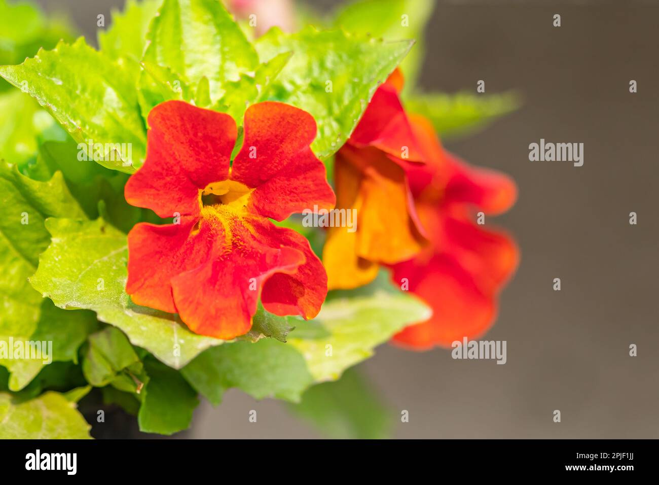 Mimulus flower blooming in garden Stock Photo