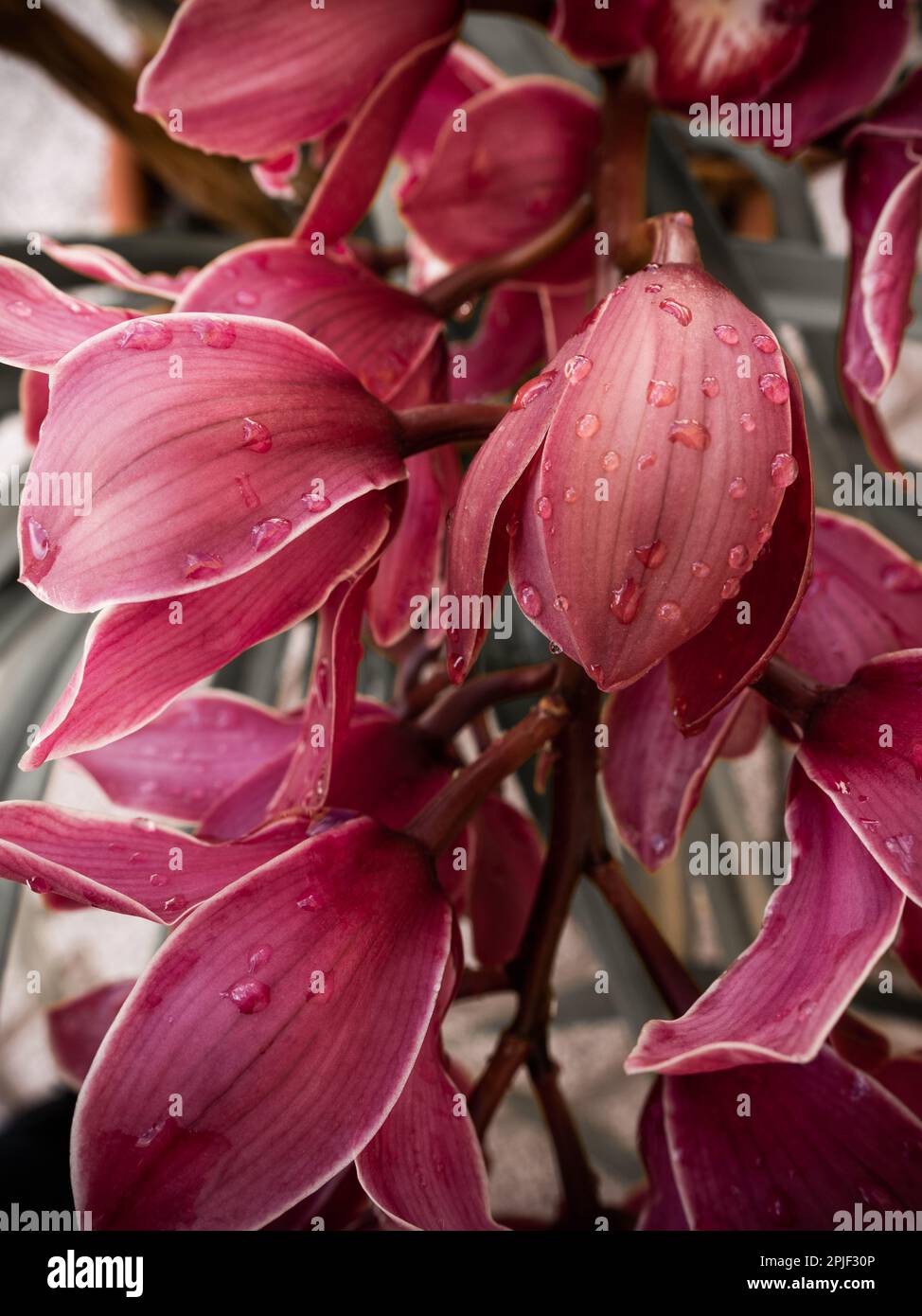 A flower stem or spike with Cymbidium Australian Red orchids or Cymbidium Black Silk with water droplets on petals. Selective focus Stock Photo