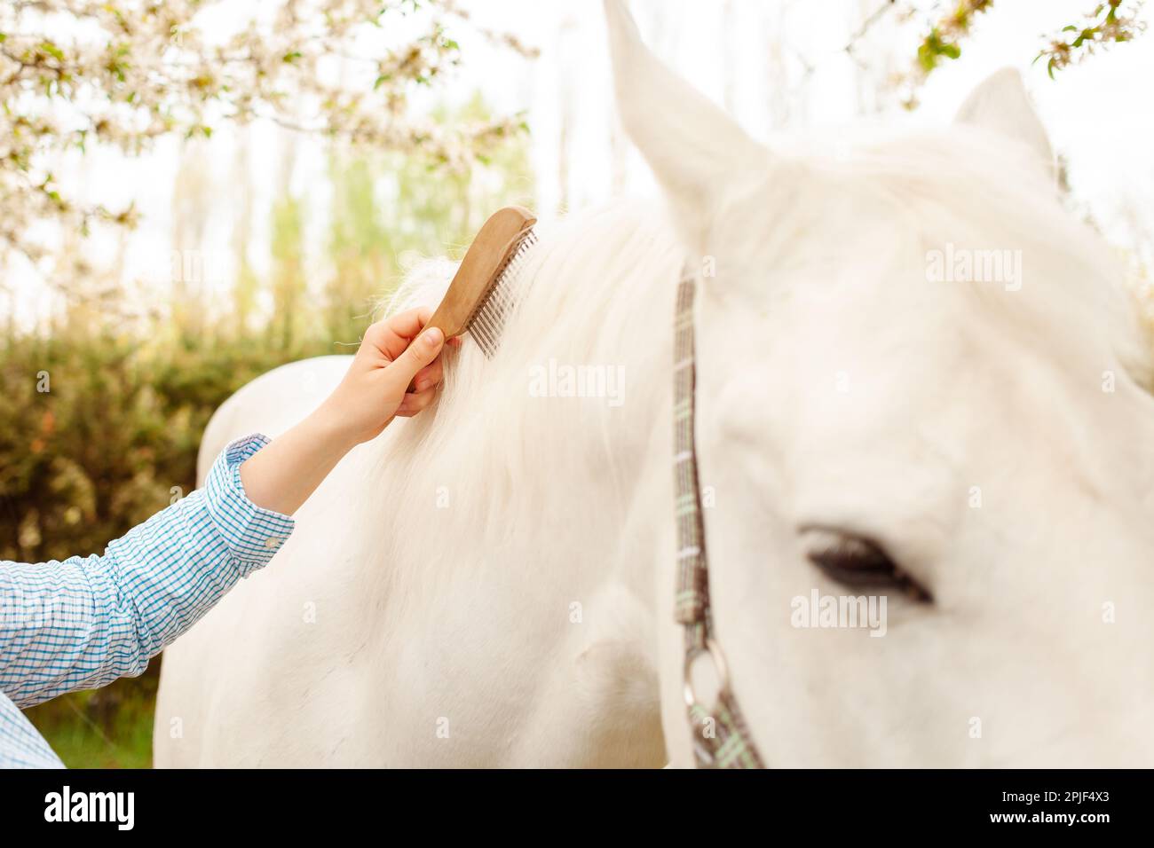 A young beautiful woman combs the horse's hair. A ponytail and a mane comb. Love, care pet