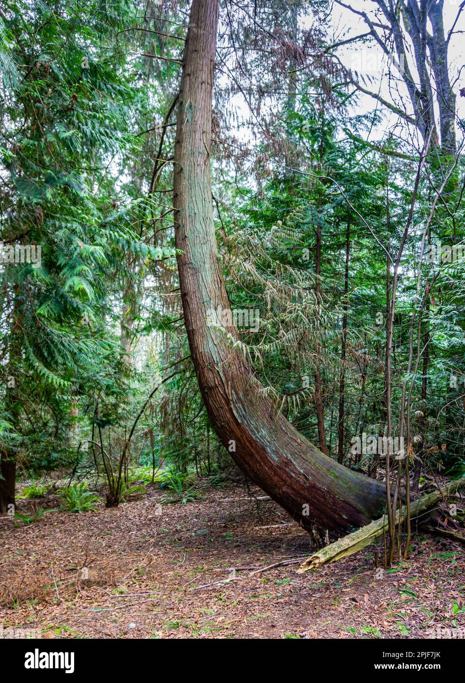 A curved tree along a trail at Bellevue Botanical Garden in Washington State. Stock Photo