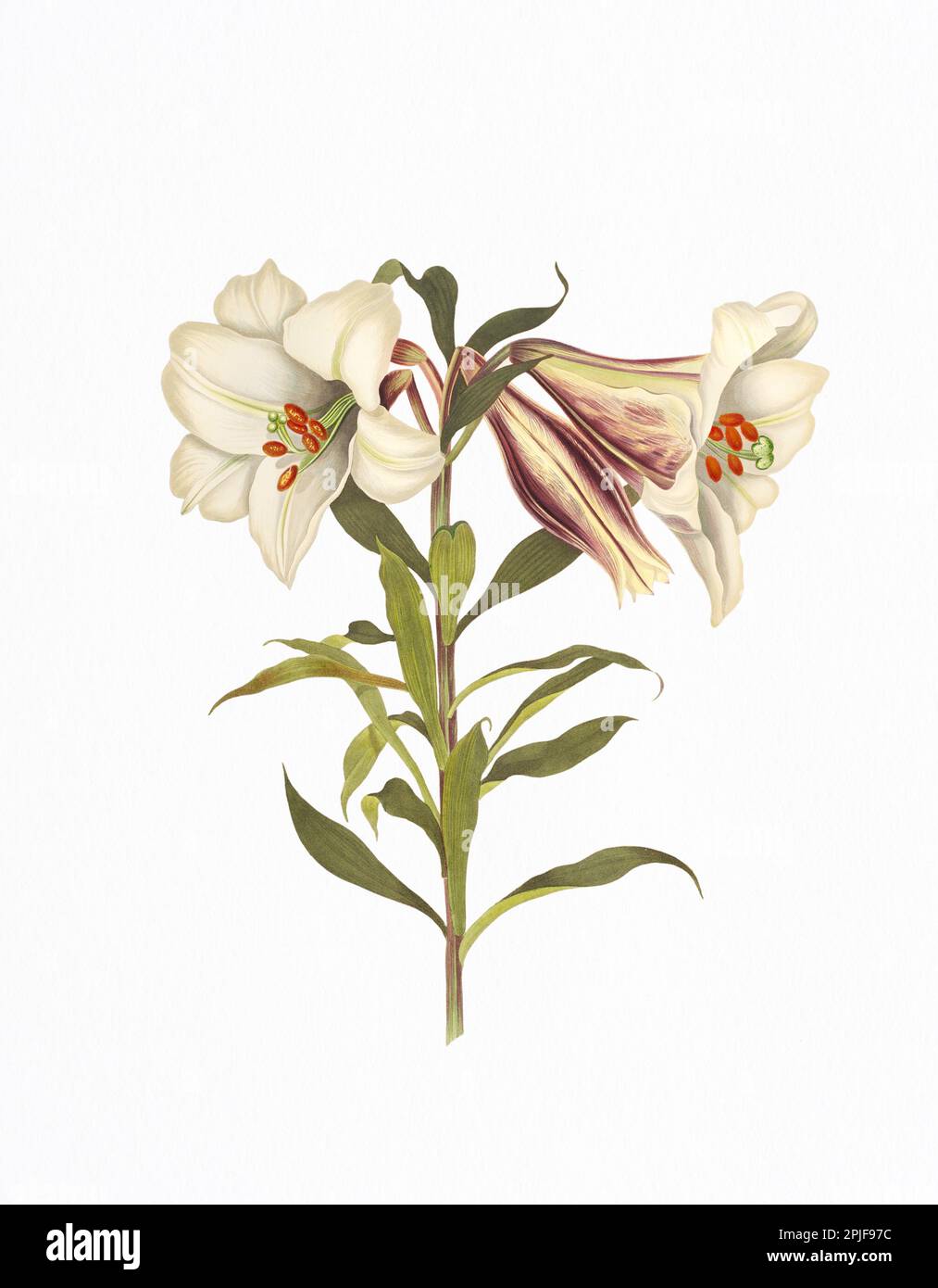 Lilium Japonicum. Plate of the book 'A selection of Hexandrian plants, belonging to the natural orders Amaryllidae and Liliacae” from drawings by  Mrs Stock Photo