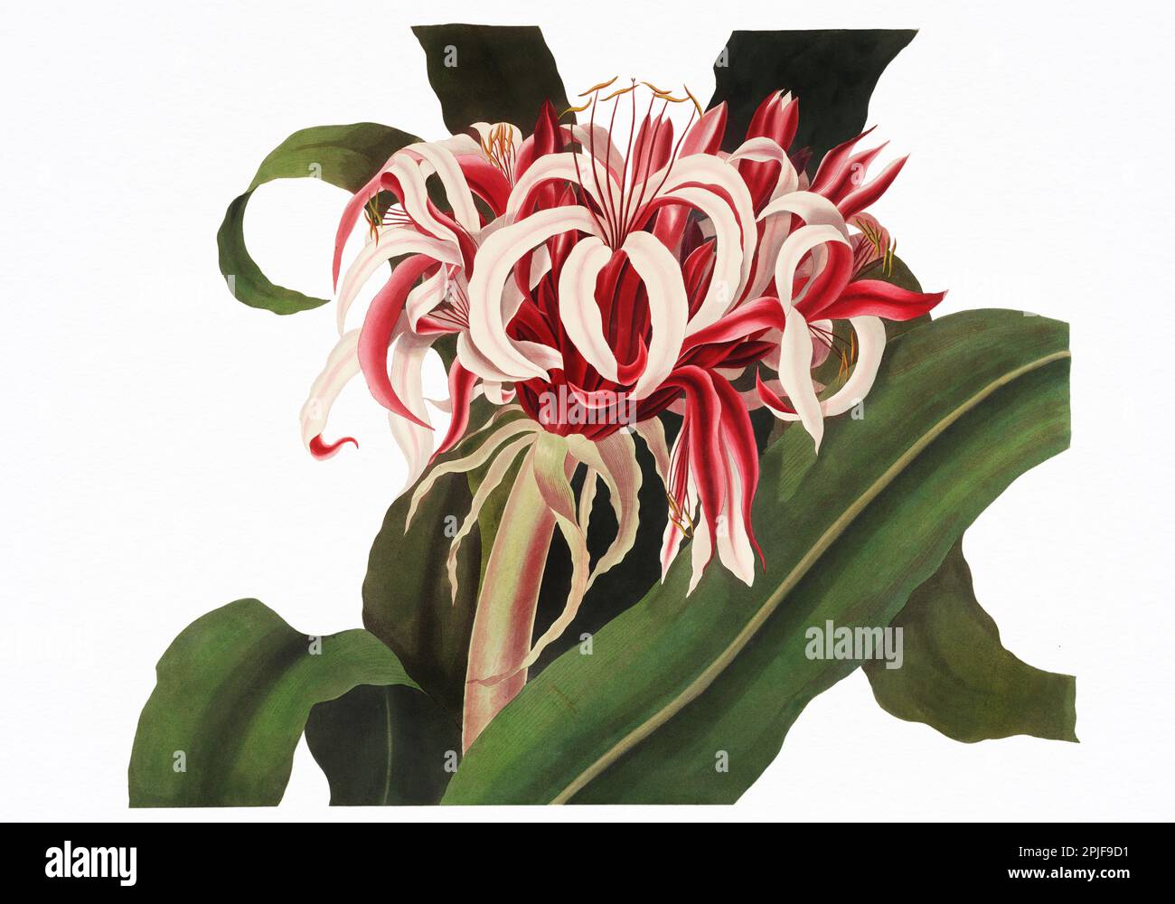 Crinum Augustum. Plate of the book 'A selection of Hexandrian plants, belonging to the natural orders Amaryllidae and Liliacae” from drawings by  Mrs. Stock Photo
