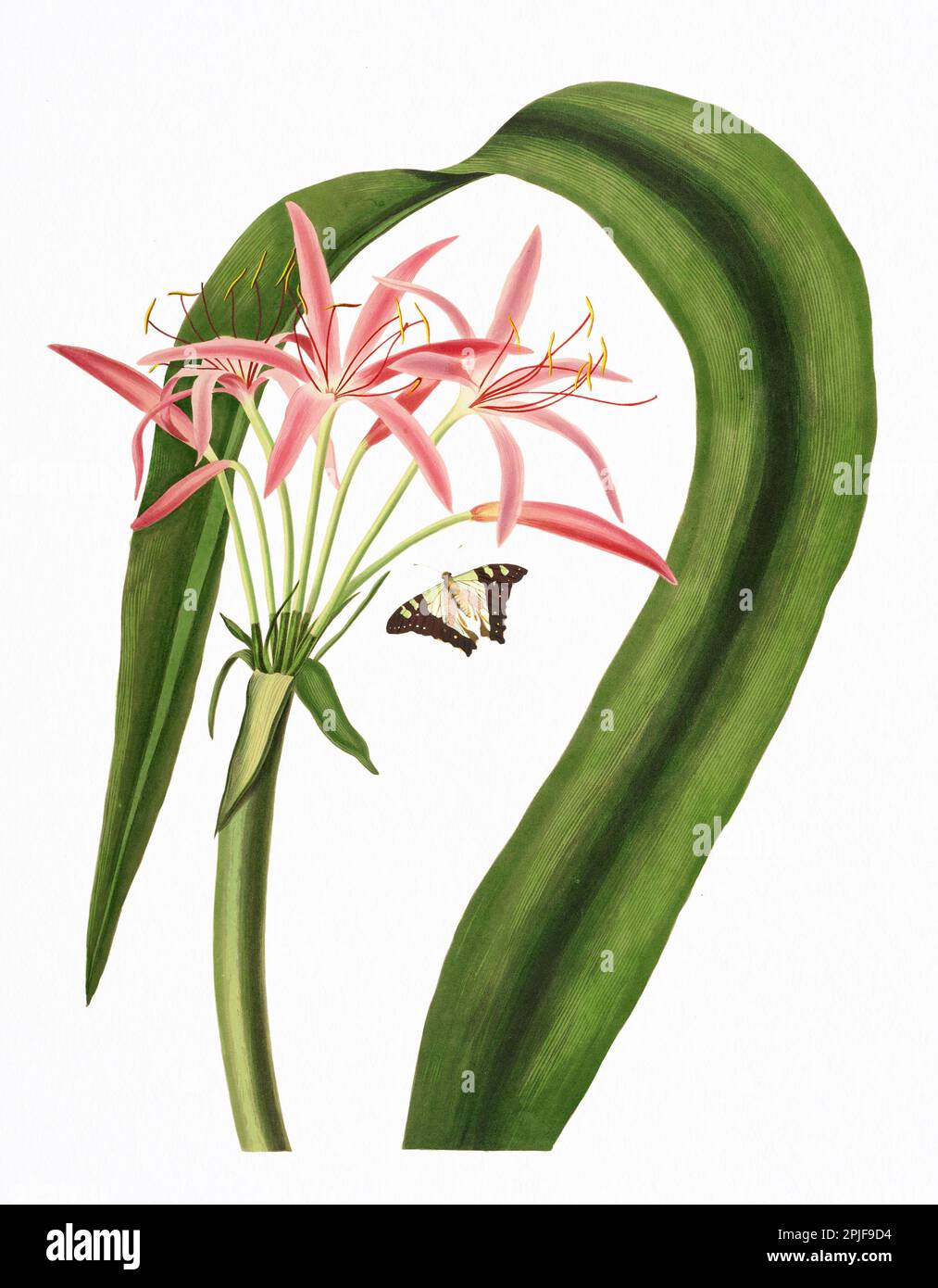 Crinum Cruentum. Plate of the book 'A selection of Hexandrian plants, belonging to the natural orders Amaryllidae and Liliacae” from drawings by  Mrs. Stock Photo