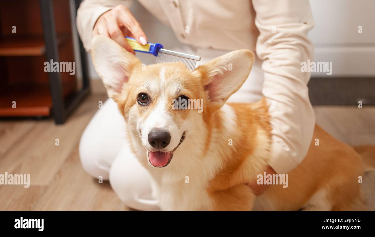woman combs dog, molting, combing coat of taking care of pets