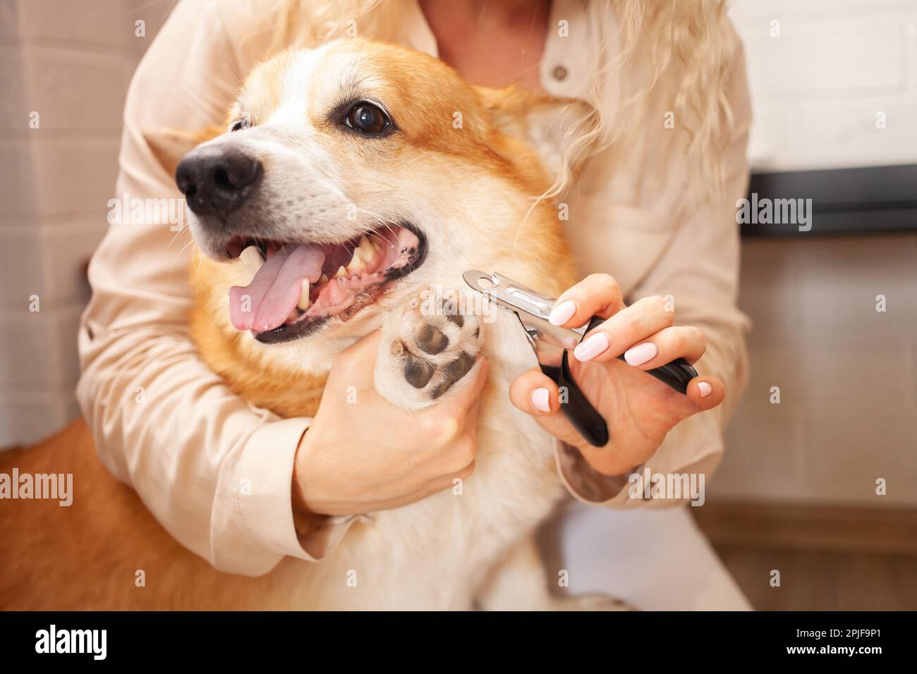 woman cuts dog's claws, brown corgi, cute. Pet care, love. Scissors,  clipper, trim Stock Photo - Alamy