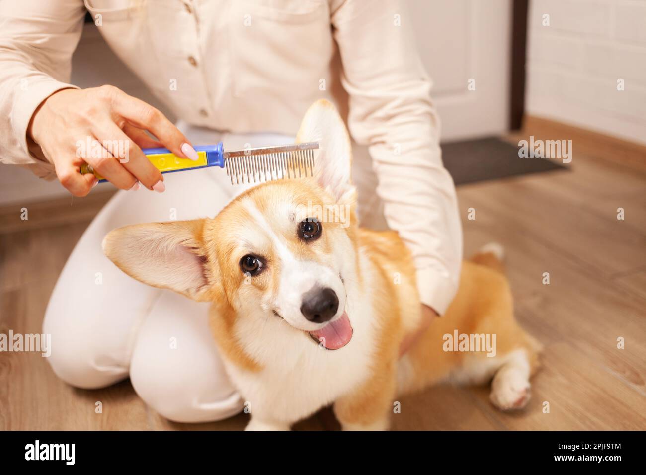 woman combs dog, pleasant massage, molting, combing coat of