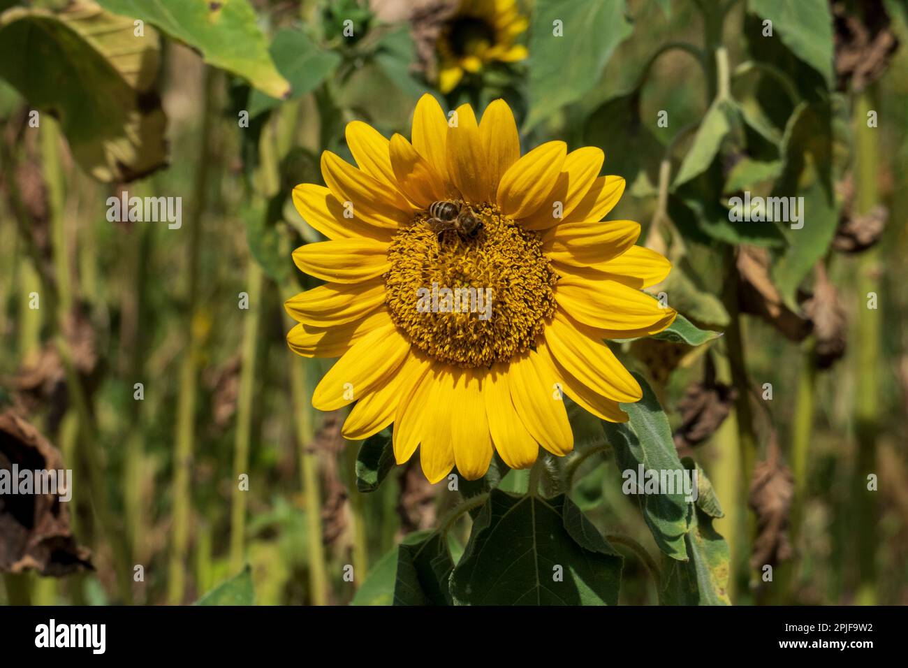 Biene auf einer Sonnenblume Blüte im August Stock Photo