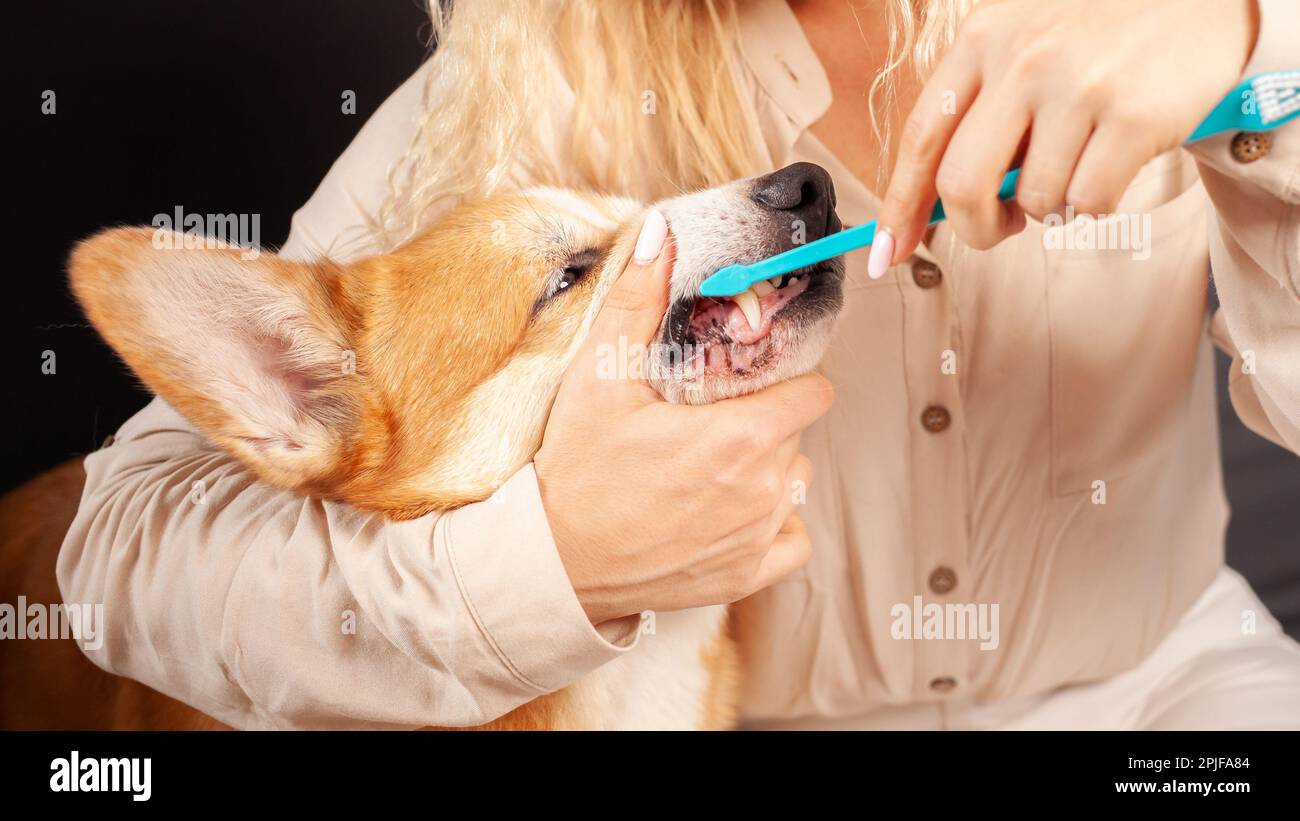 woman brushes dog's teeth with toothbrush, taking care of oral cavity