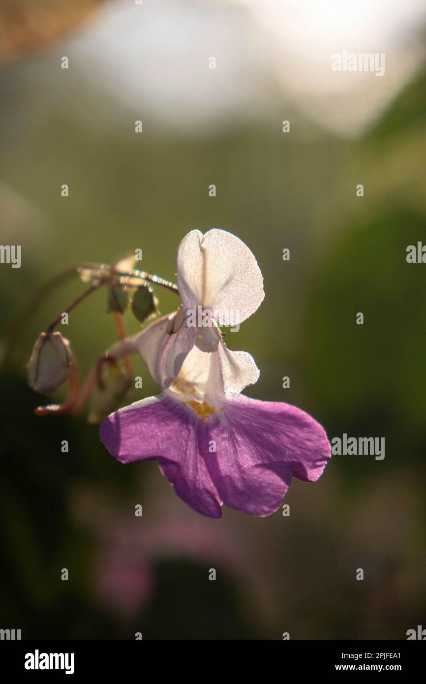 A purple flower Impatiens balfourii with white petals and a purple center. Stock Photo
