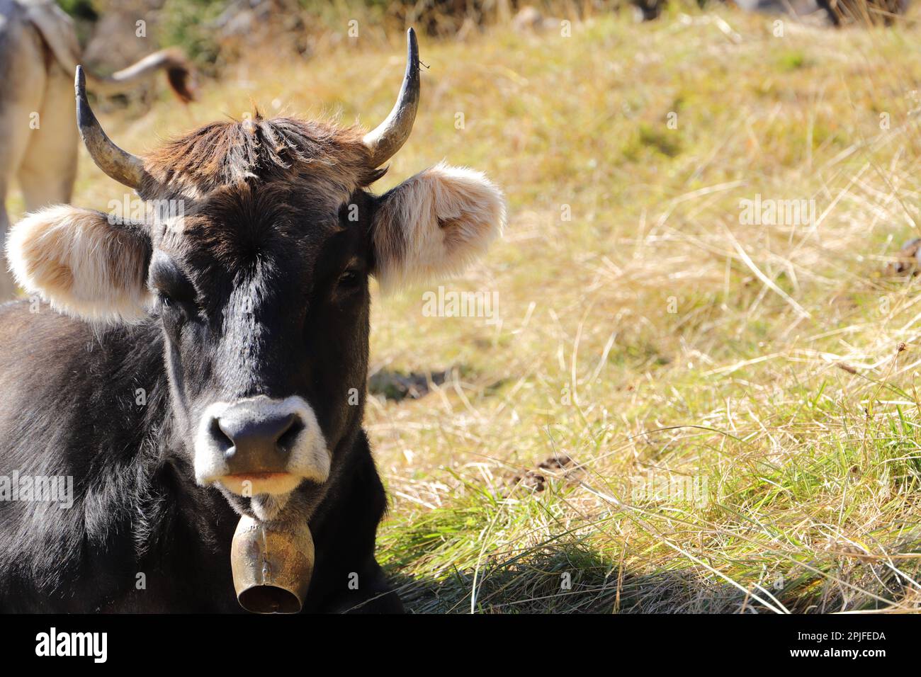 A cow on a pasture in the Alps Stock Photo - Alamy