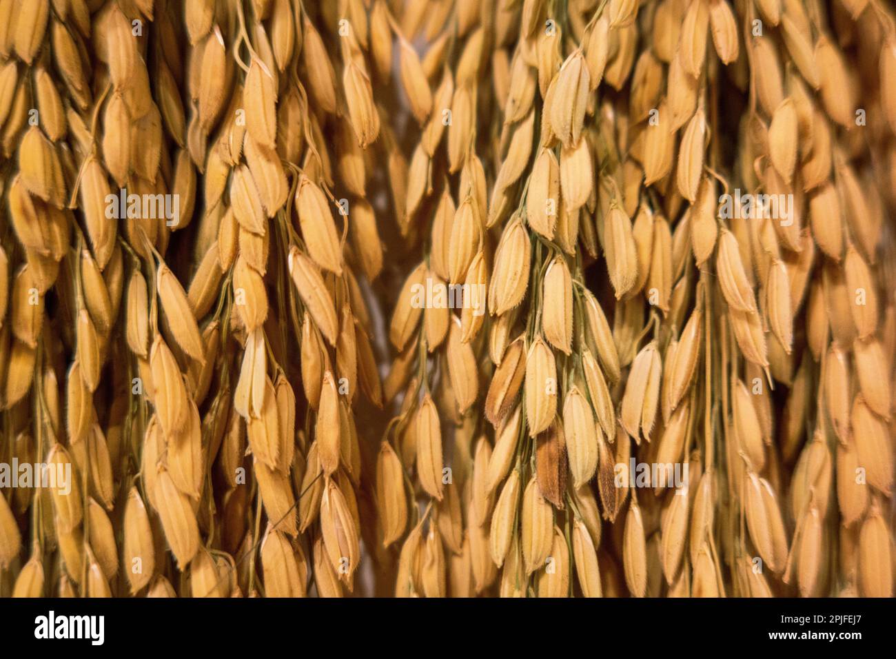 A Bunch of rice seeds on the plant with the husk Stock Photo