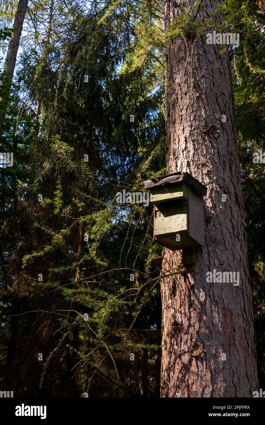 Vogelhaus, Nistkasten hängt hoch oben an einem Baumstamm im Wald Stock Photo
