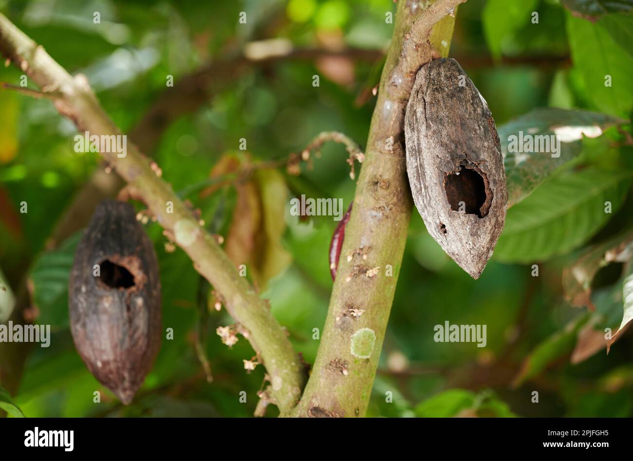 Cacao fungus Disease theme macro close up view on blurred green leaf background Stock Photo