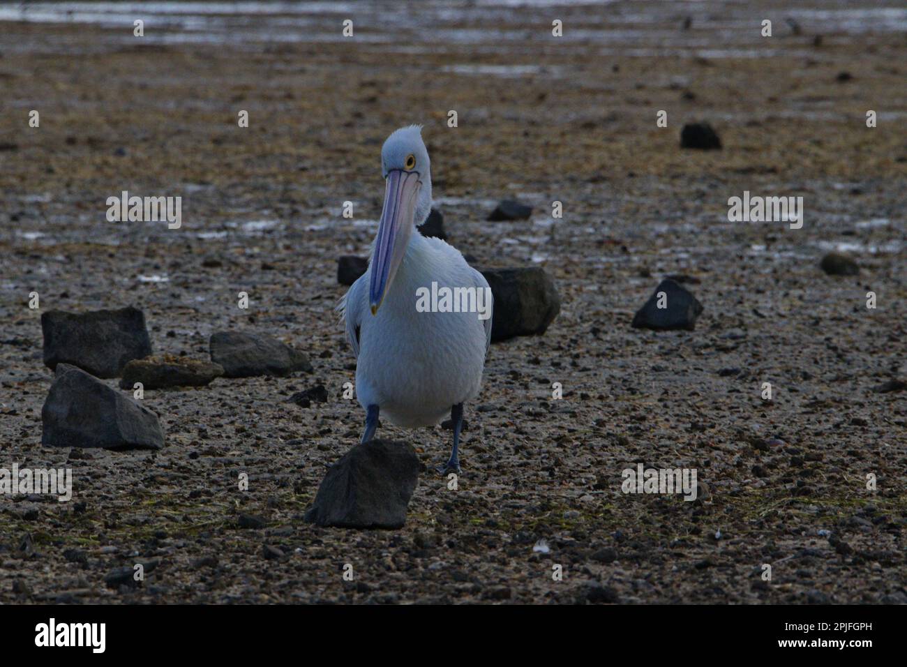 Pelican perched on ground hi-res stock photography and images - Alamy