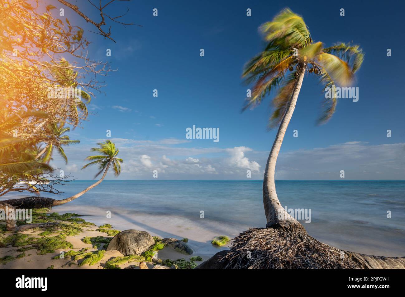 Caribbean shore blue background with green palm trees Stock Photo