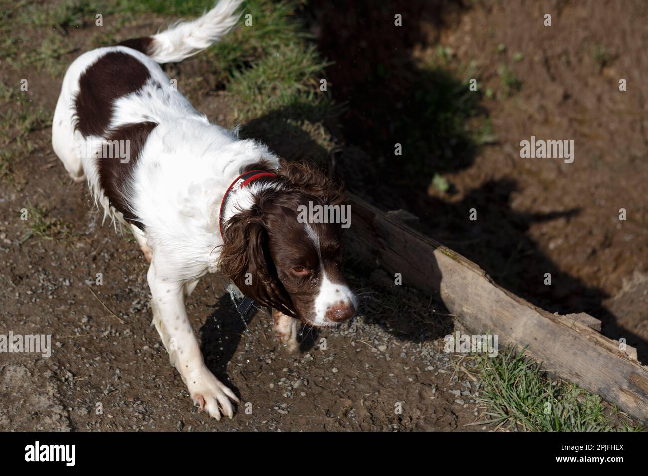 Hunting Dog English springer spaniel on Riverbank Stock Photo