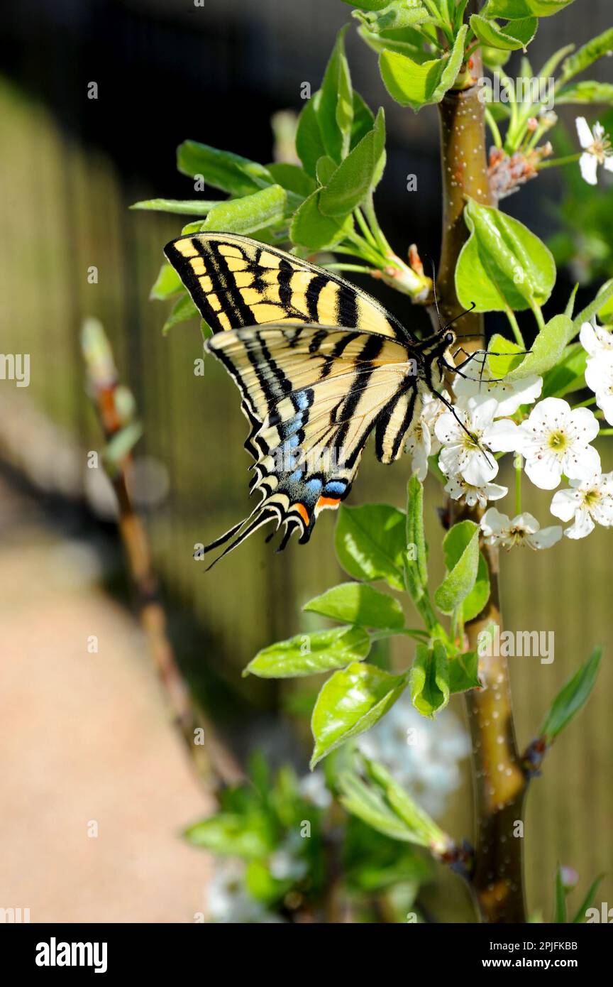 A Swallowtail Butterfly sits on the branch of a tree that is in blooming while looking for nectar. Stock Photo
