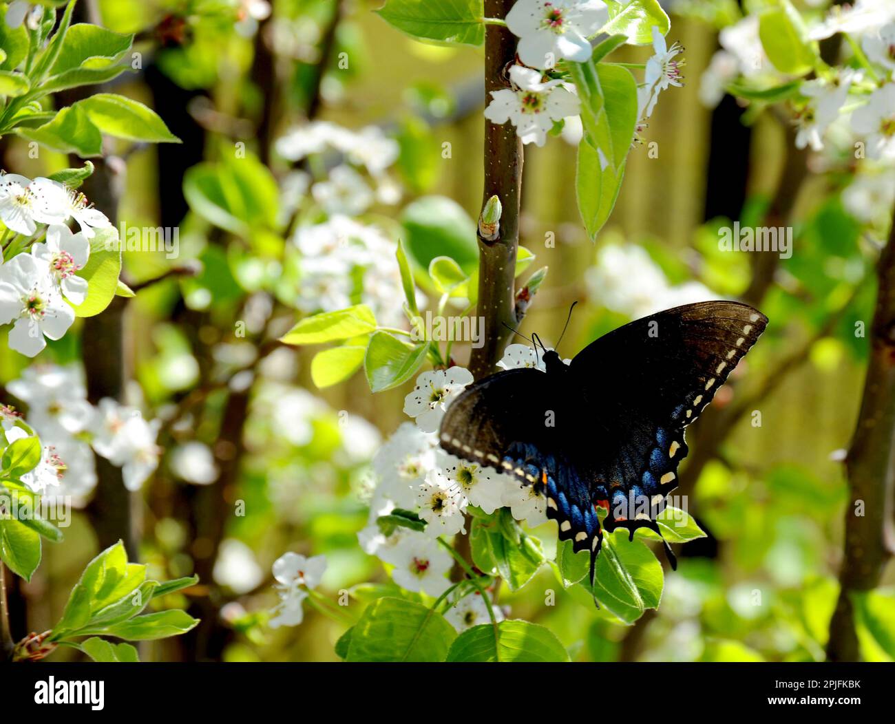 a-rare-black-an-blue-monarch-butterfly-sits-on-a-grouping-of-flowering