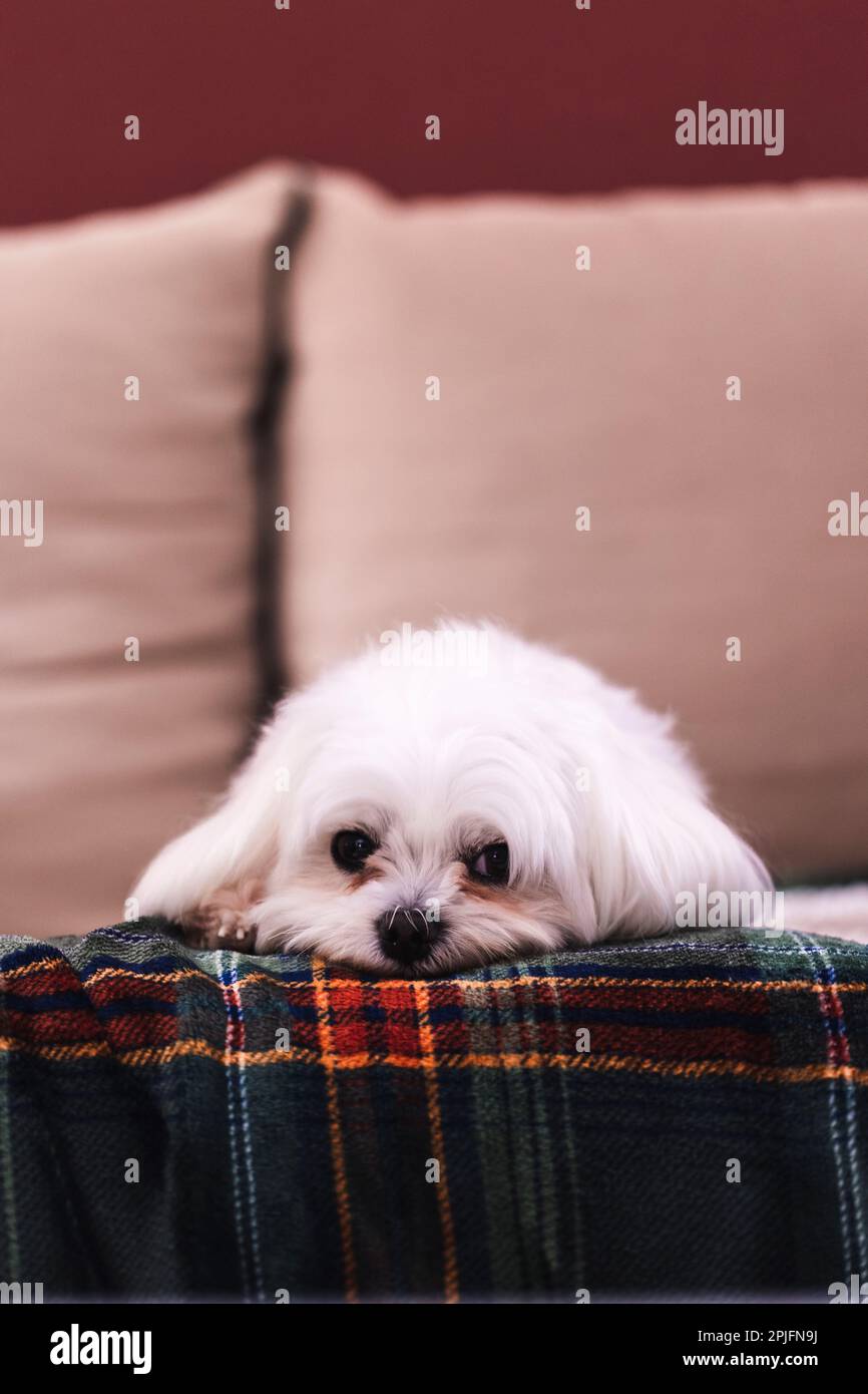 A portrait of a small white cute boomer dog lying down on a couch on a cosy blanket. The domestic animal is barely awake, but still has its eyess open Stock Photo