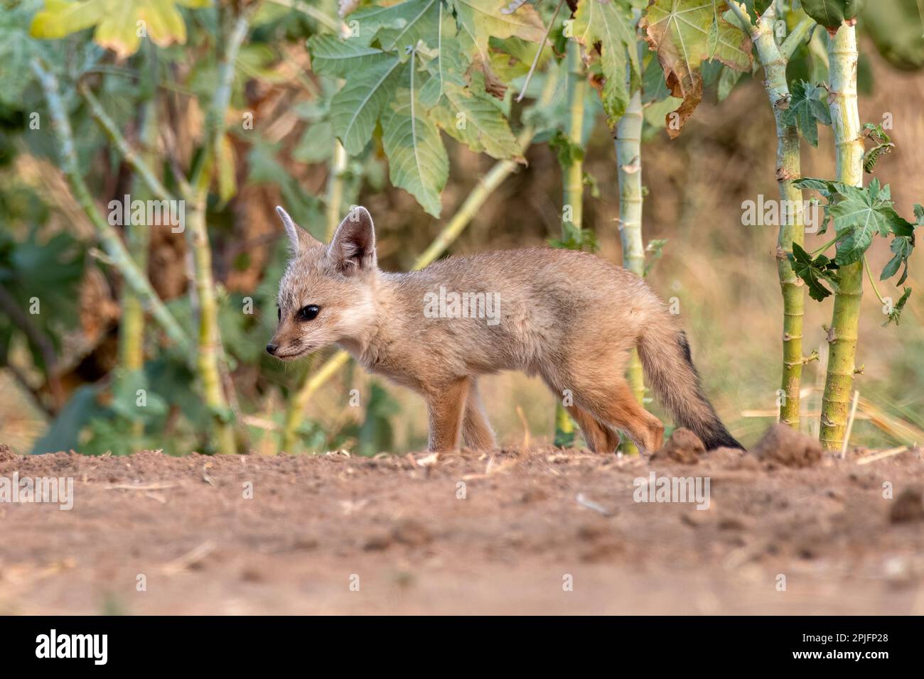 Pups of Bengal fox (Vulpes bengalensis), also known as the Indian fox