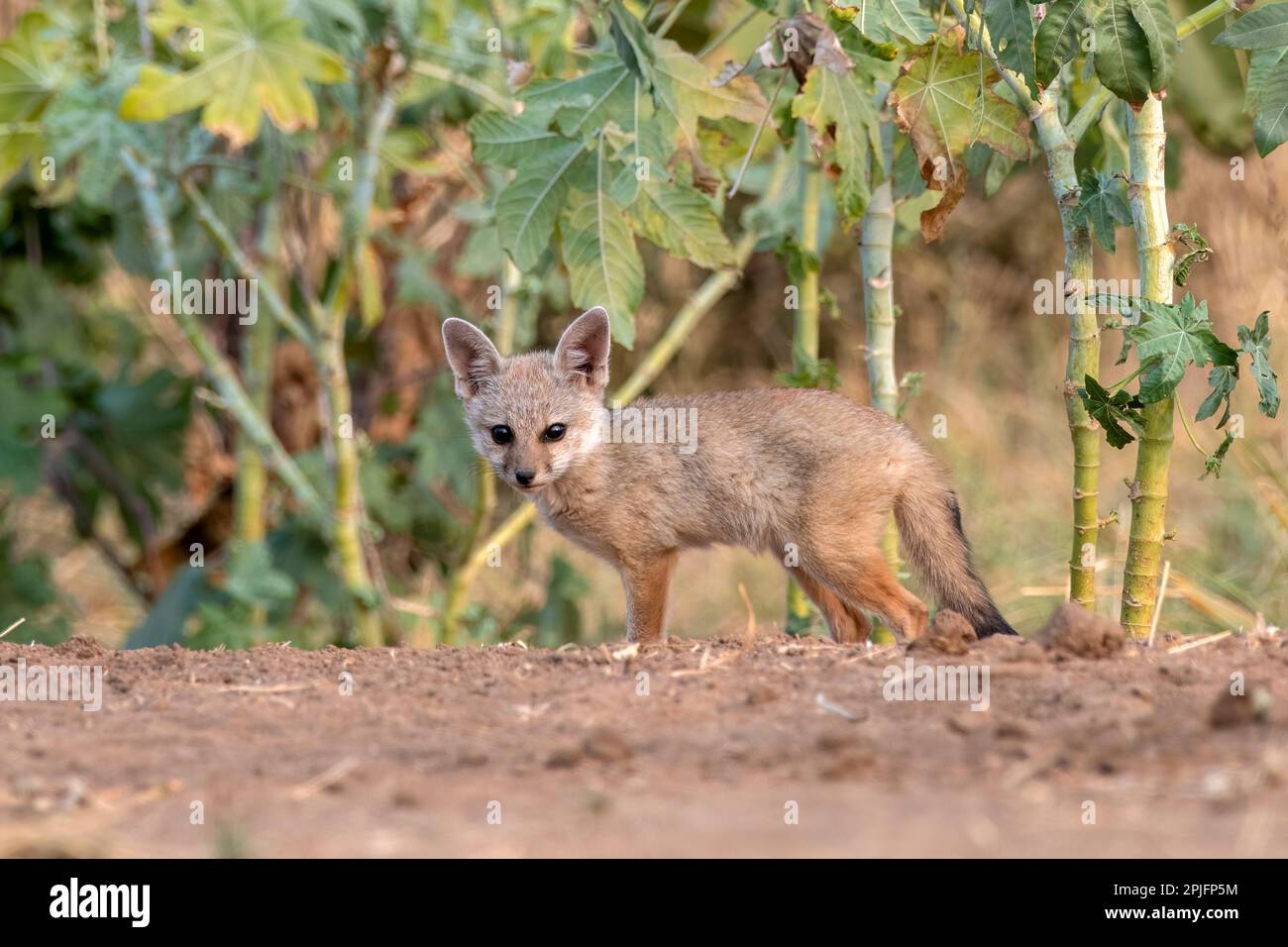 Pups of Bengal fox (Vulpes bengalensis), also known as the Indian fox