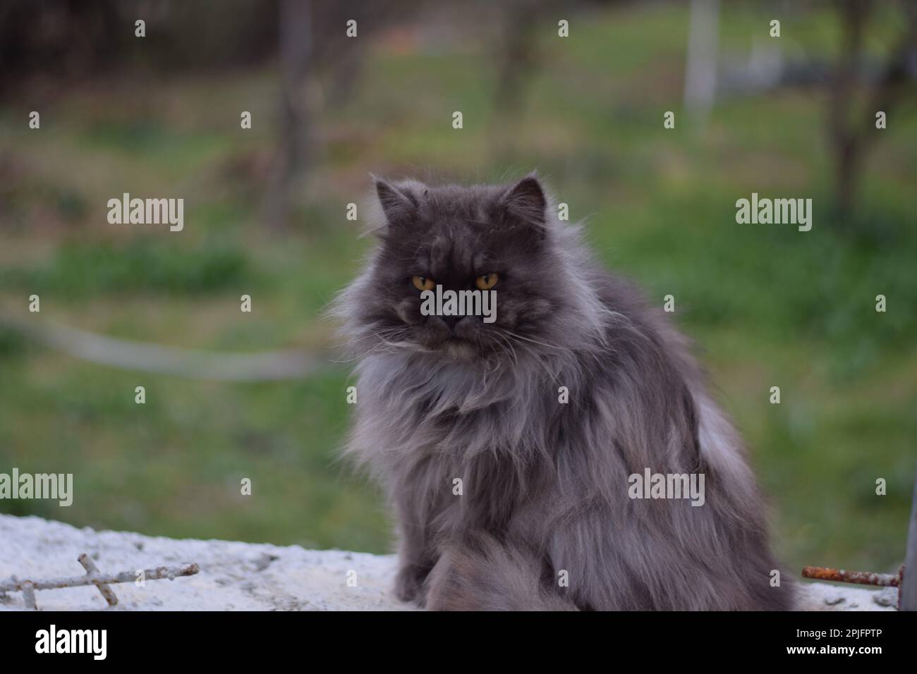 Beautiful cats hi-res stock photography and images - Alamy