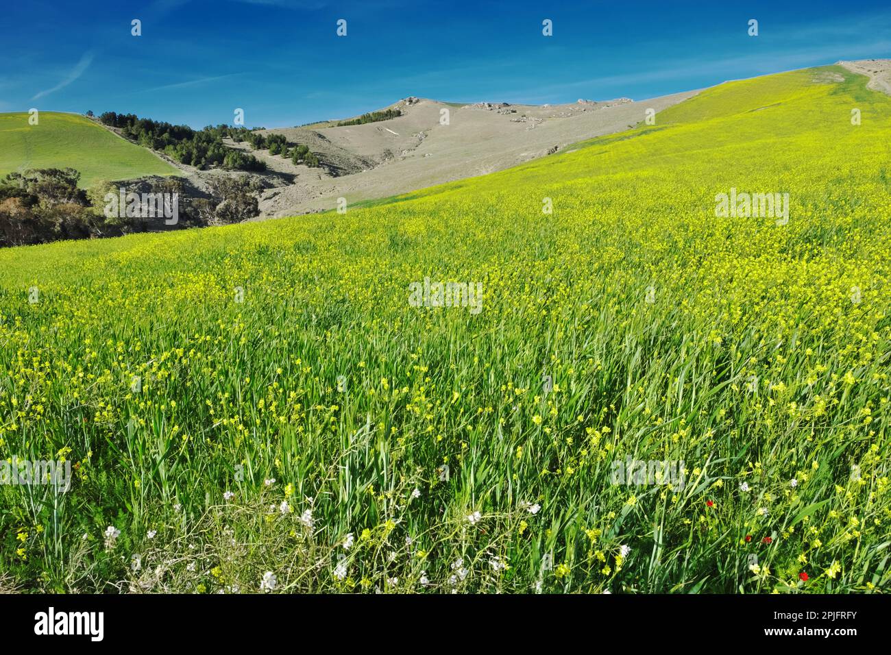 spring landscape with meadow flowers of Sinapis Alba in Eastern Sicily ...