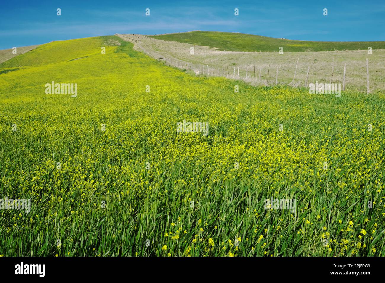 spring landscape with meadow flowers of Sinapis Alba in Eastern Sicily ...