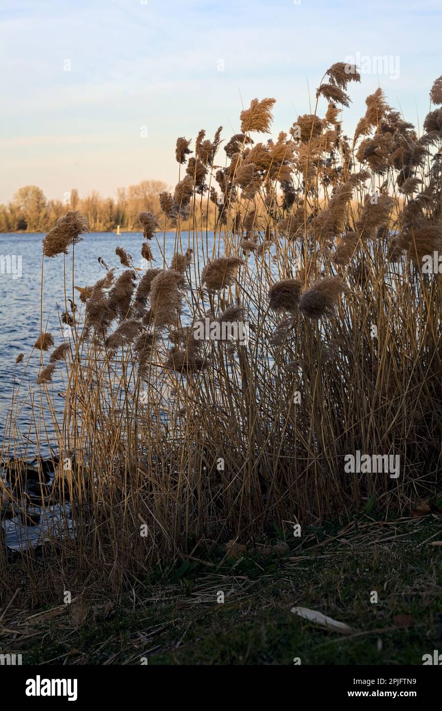 Gold rushes hi-res stock photography and images - Alamy