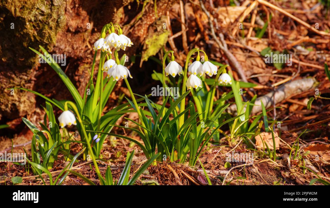 summer snowflake blooming outdoors. spring messenger plant Stock Photo