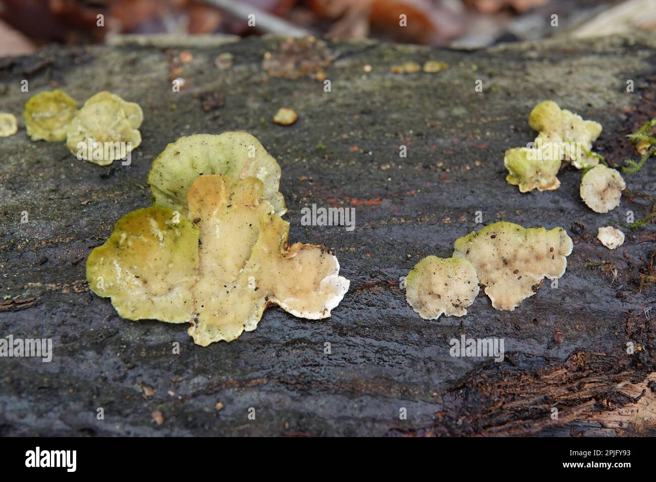 Natural closeup on a yellow crust fungi, Stereum subtomentosum, growing on wood Stock Photo Alamy