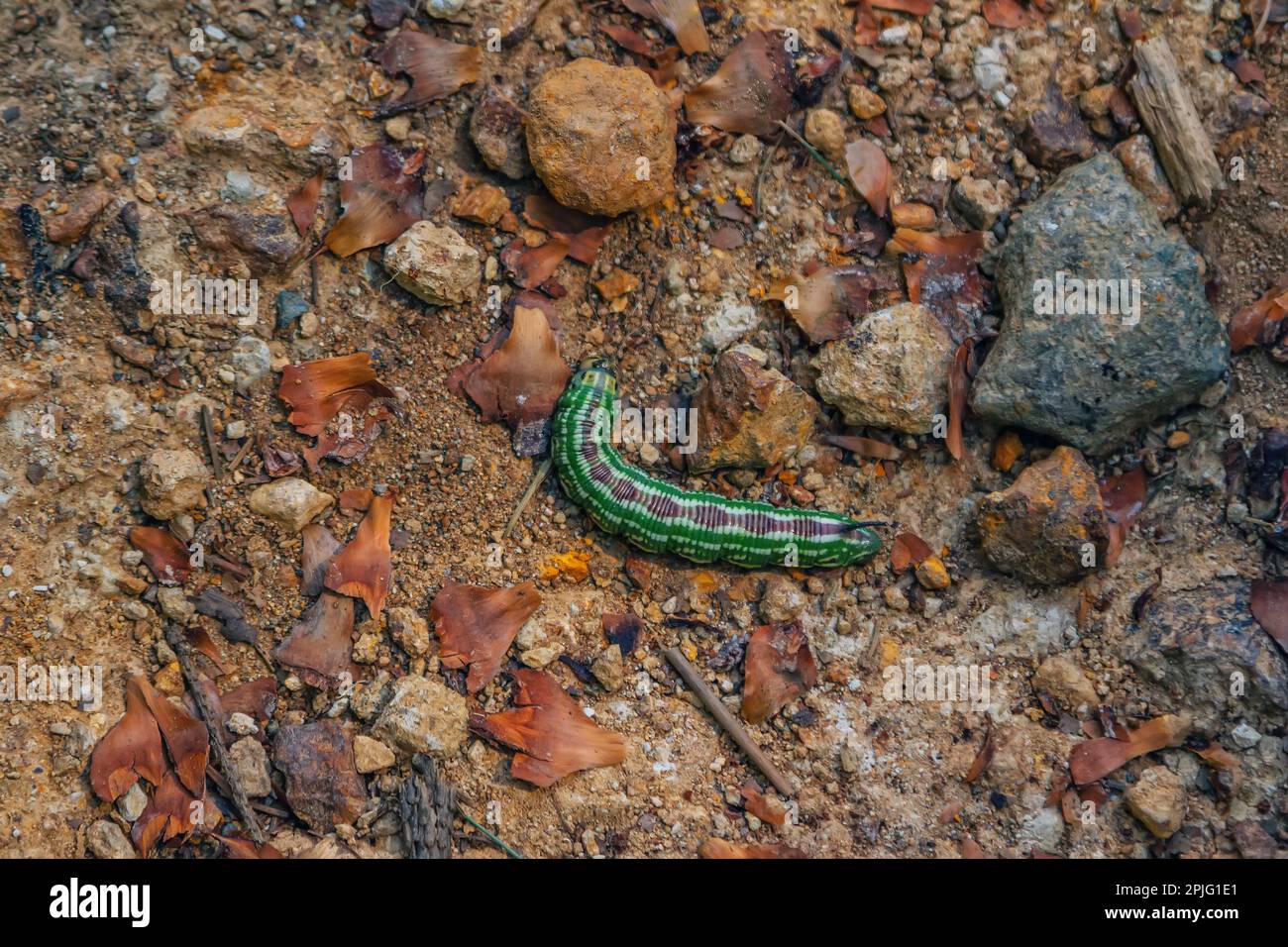 Green color larvae of Sphinx pinastri, the pine hawkmoth on the ground