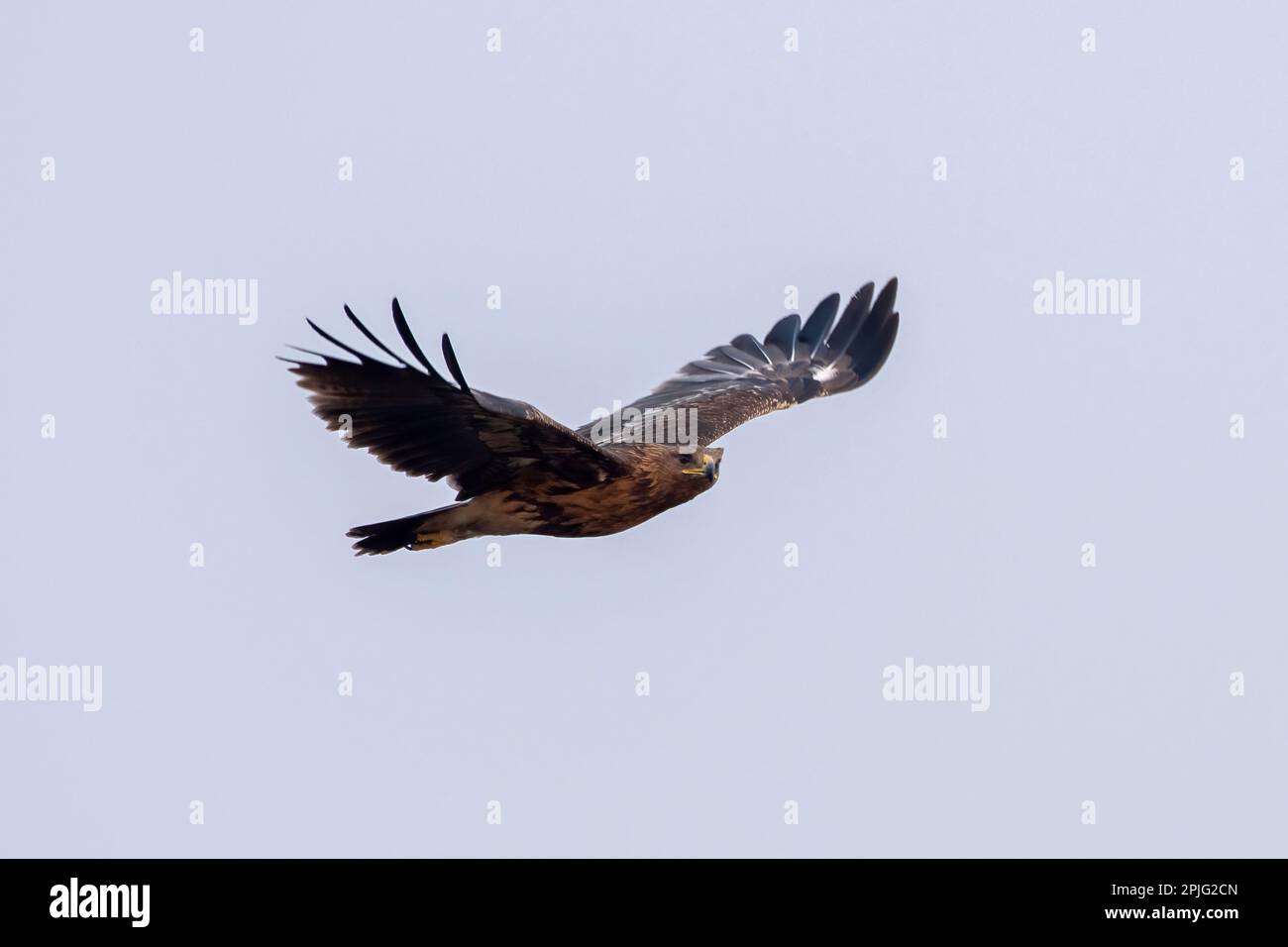 Greater spotted eagle (Clanga clanga), also called the spotted eagle observed near Nalsarovar in Gujarat, India Stock Photo