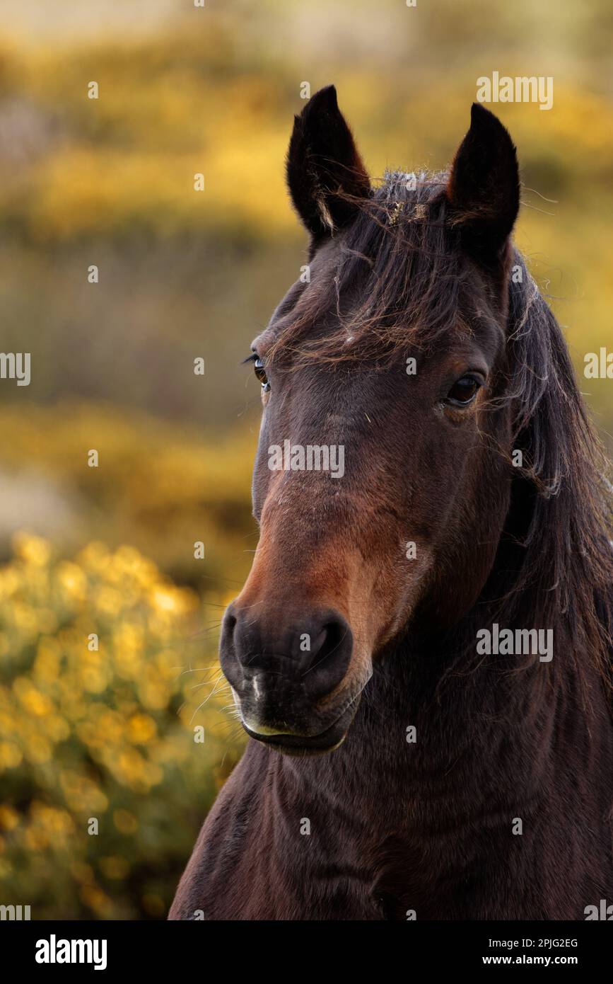 Horse at the RSPB reserve, Conwy, North Wales Stock Photo Alamy
