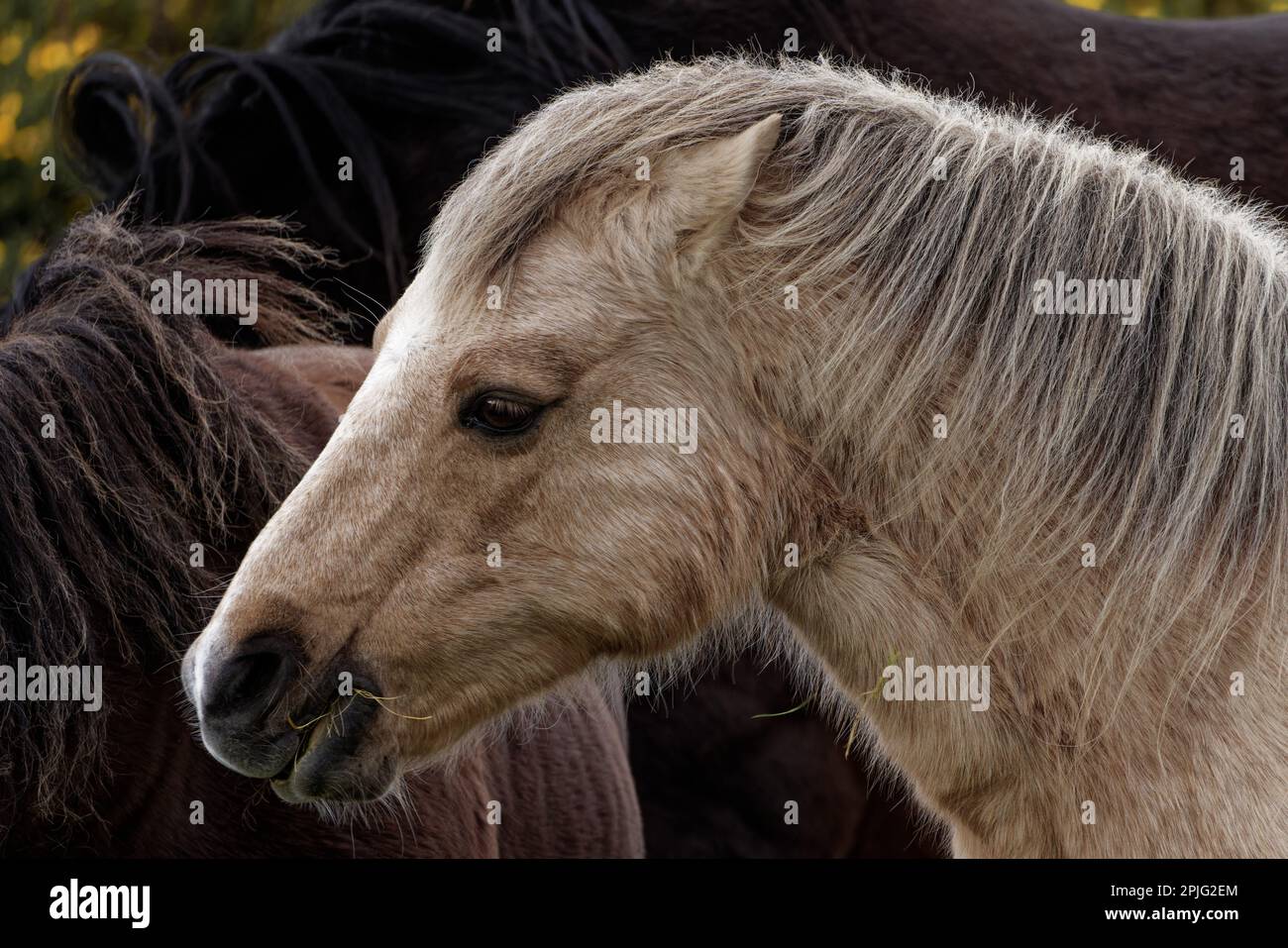 Horse at the RSPB reserve, Conwy, North Wales Stock Photo Alamy