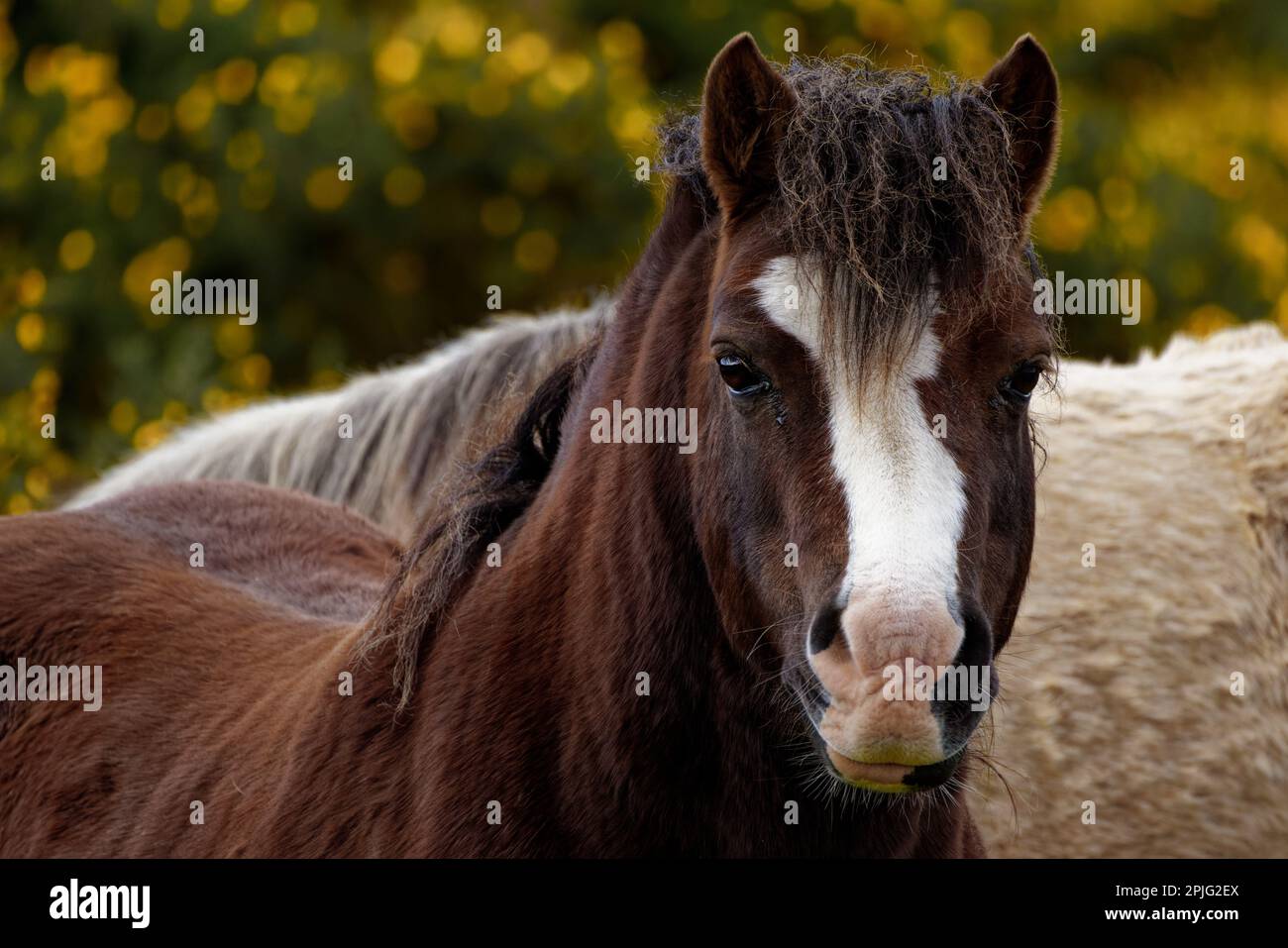Horse at the RSPB reserve, Conwy, North Wales Stock Photo Alamy