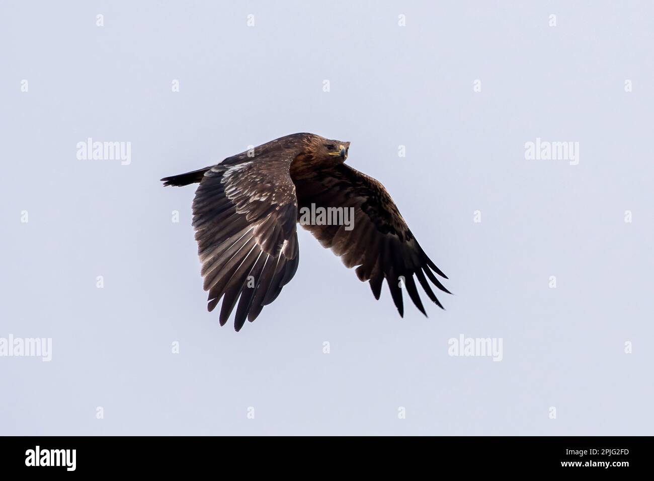 Greater spotted eagle (Clanga clanga), also called the spotted eagle observed near Nalsarovar in Gujarat, India Stock Photo