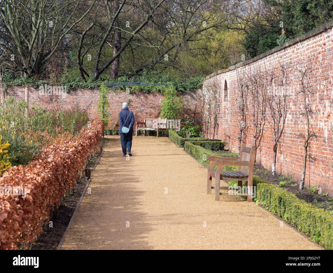 Senior Lady walking along the North wall of the  Kirkleatham walled garden in spring after rain Stock Photo