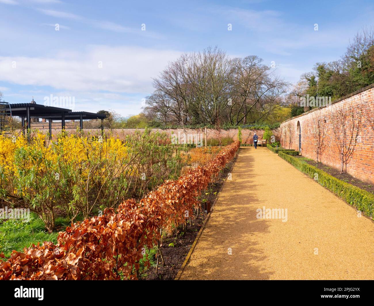 Senior Lady walking along the North wall of the Kirkleatham walled garden in spring after rain
