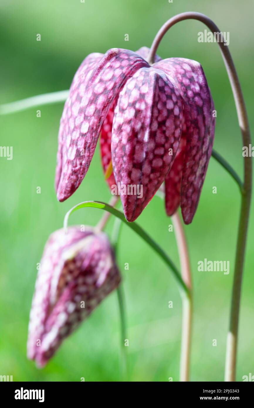 The distinctive checkerboard pattern on the petals of a snakeshead fritillary flower and bud, in a garden in London. The shape of the bud gives the fl Stock Photo