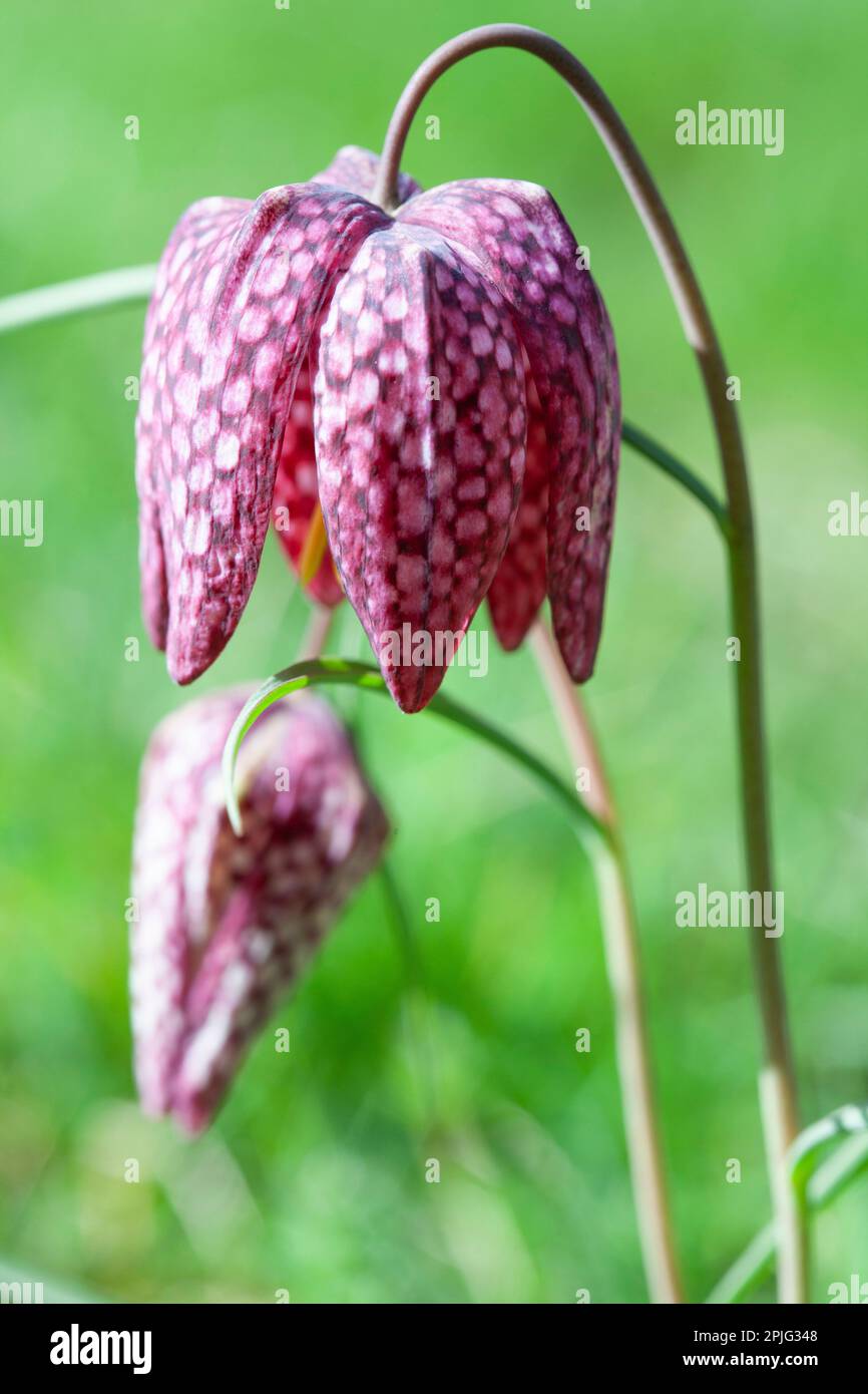 The distinctive checkerboard pattern on the petals of a snakeshead fritillary flower and bud, in a garden in London. The shape of the bud gives the fl Stock Photo