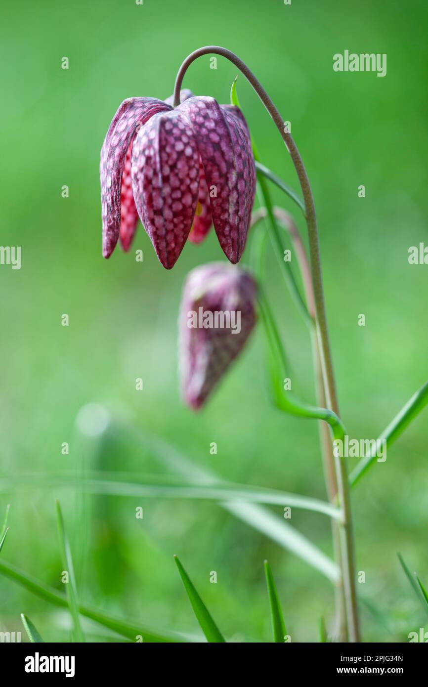 The distinctive checkerboard pattern on the petals of a snakeshead fritillary flower and bud, in a garden in London. The shape of the bud gives the fl Stock Photo