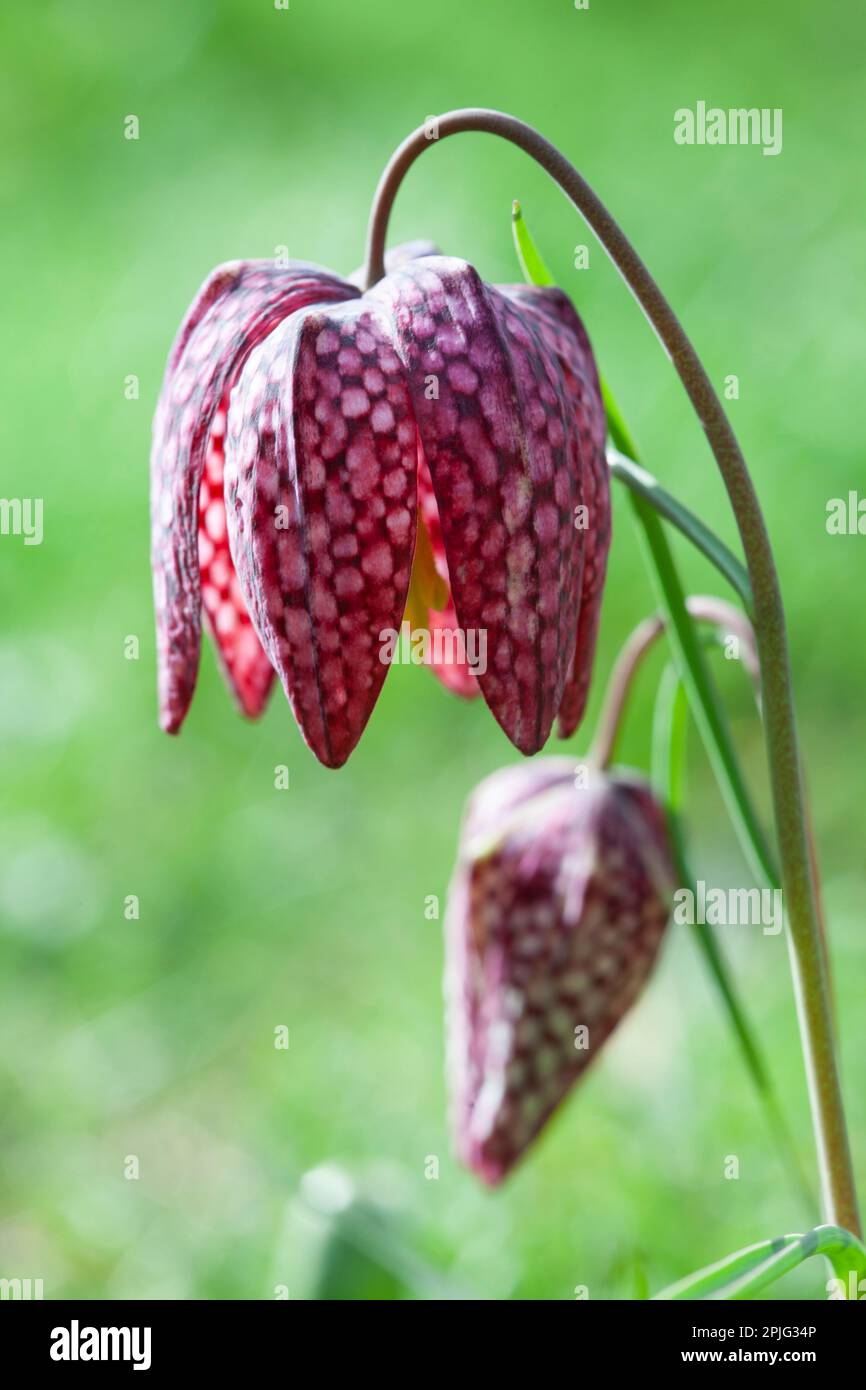 The distinctive checkerboard pattern on the petals of a snakeshead fritillary flower and bud, in a garden in London. The shape of the bud gives the fl Stock Photo