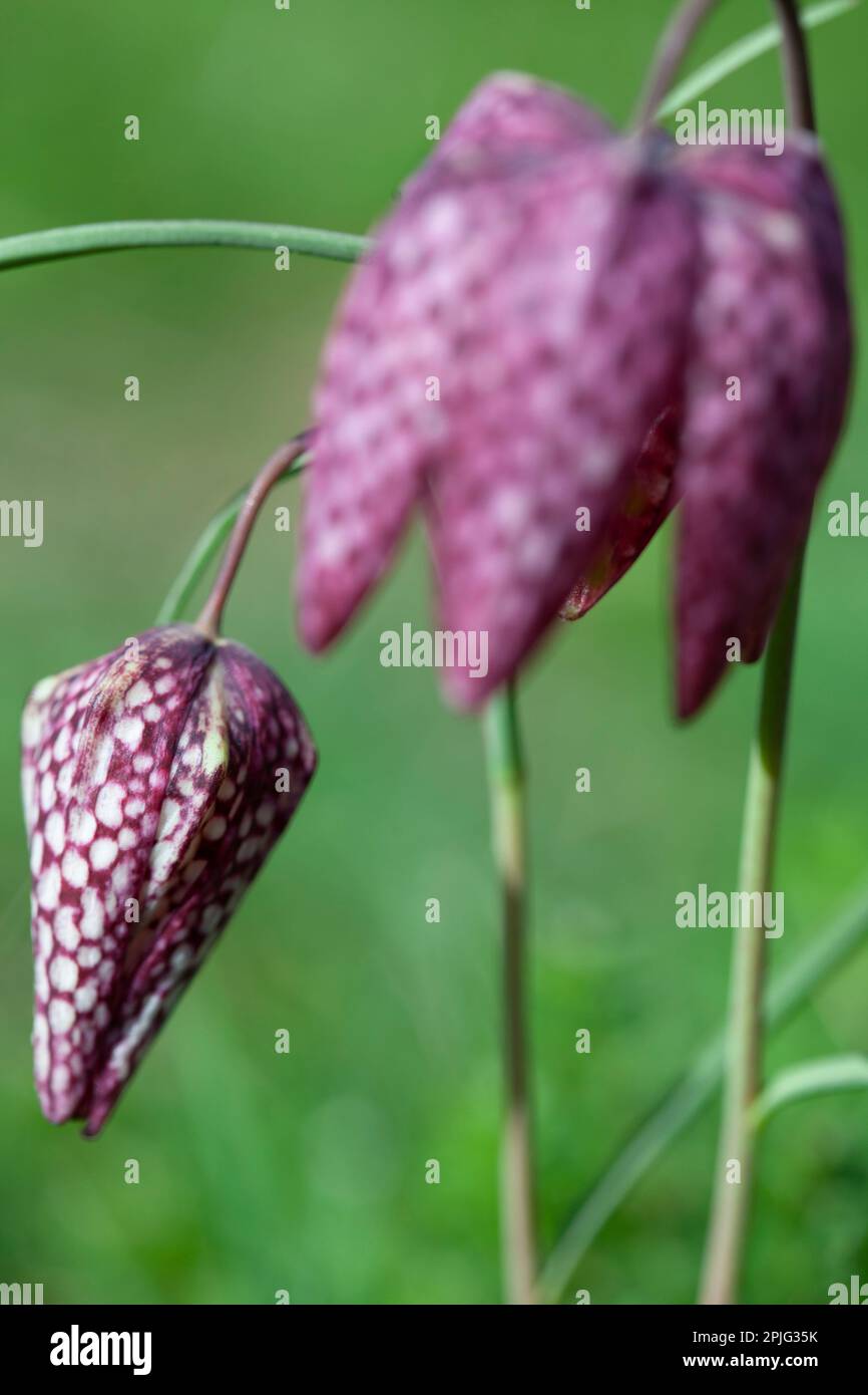 The distinctive checkerboard pattern on the petals of a snakeshead fritillary flower and bud, in a garden in London. The shape of the bud gives the fl Stock Photo