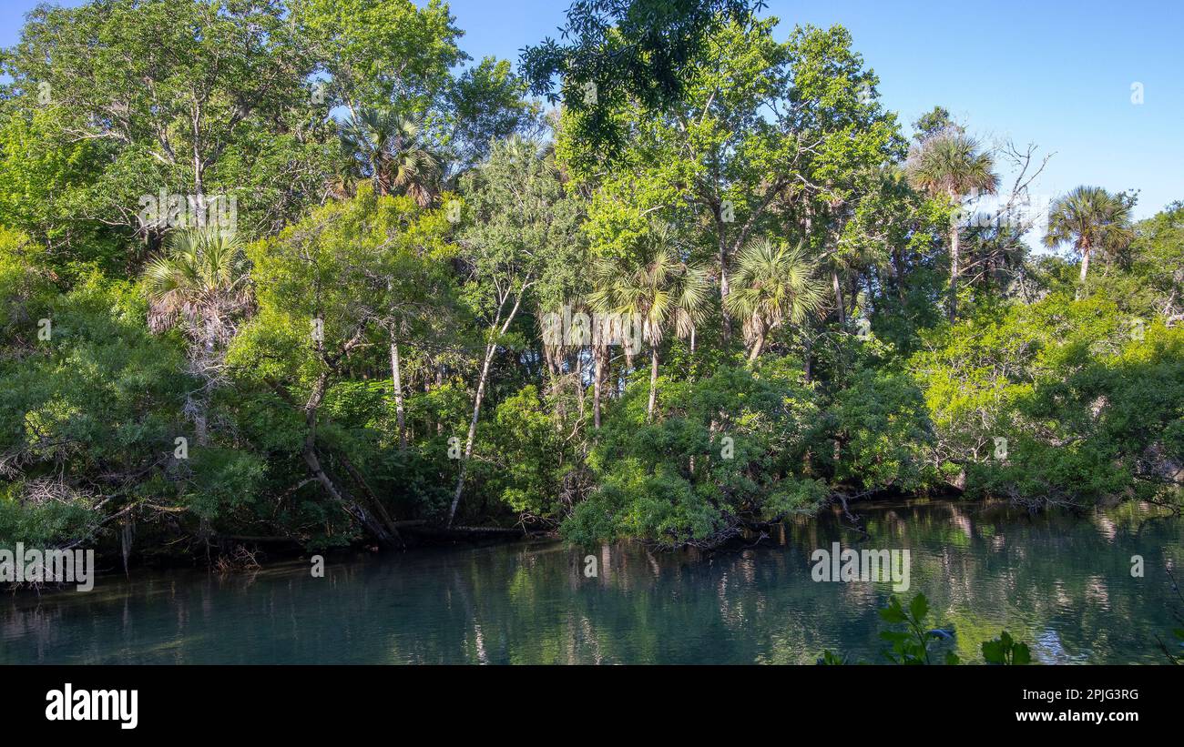 Ellie Schiller Homosassa Springs Wildlife State Park, Florida Stock