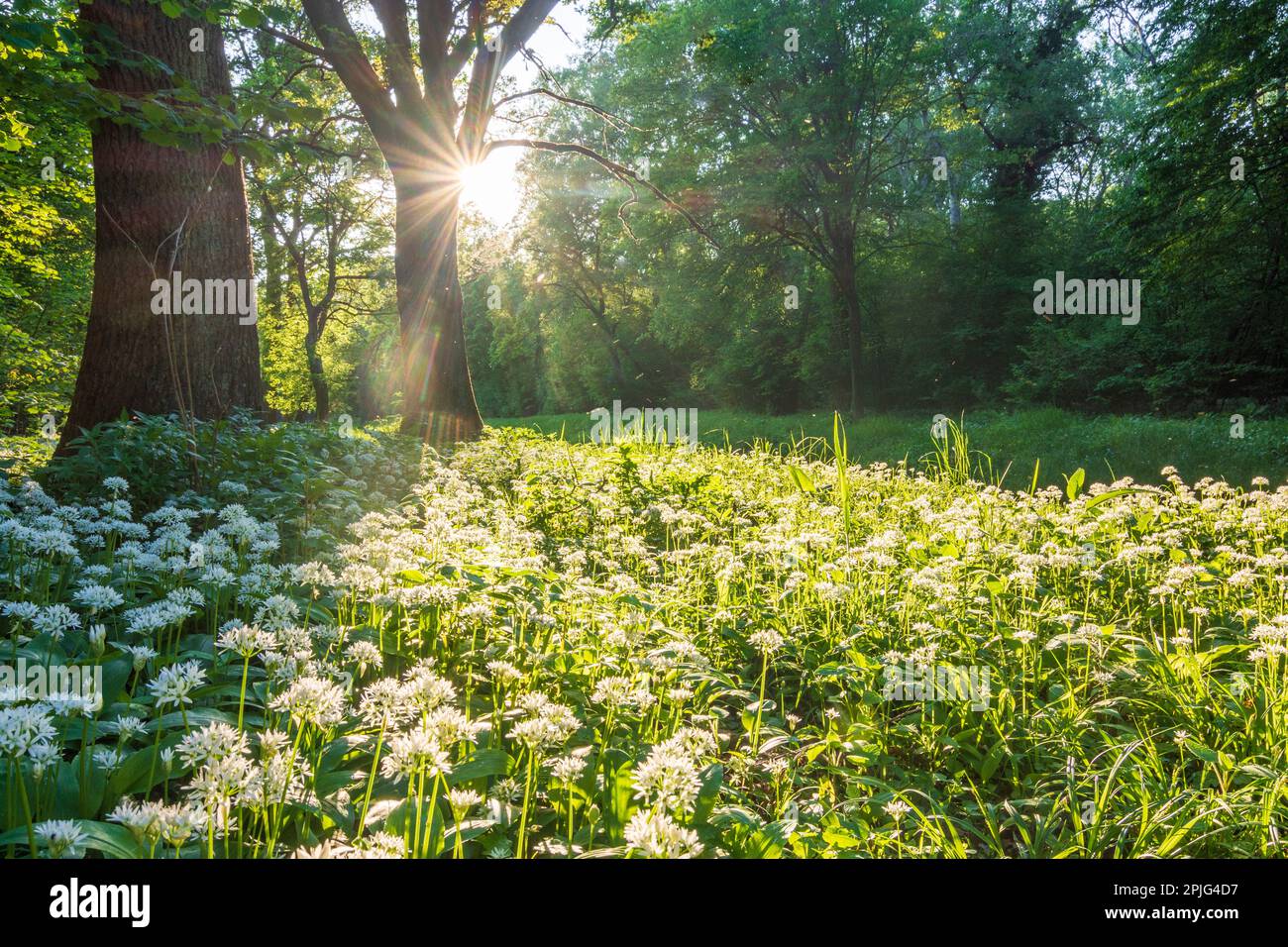 Nationalpark Donau-Auen, Danube-Auen National Park: flowering wild garlic (Allium ursinum), forest, deep standing sun in Donau, Niederösterreich, Lowe Stock Photo